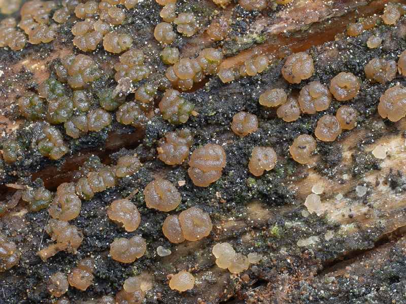 Unilacryma bispora